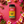 Load image into Gallery viewer, Island Dust Rub &amp; Seasoning
