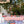 Load image into Gallery viewer, REVO Party Barge Cooler | Pink Coral - HitchFire

