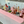 Load image into Gallery viewer, REVO Party Barge Cooler | Pink Coral - HitchFire
